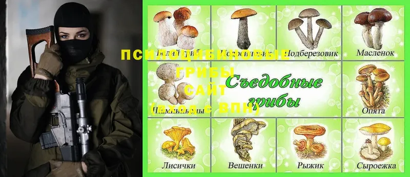 Галлюциногенные грибы Psilocybine cubensis  Печора 